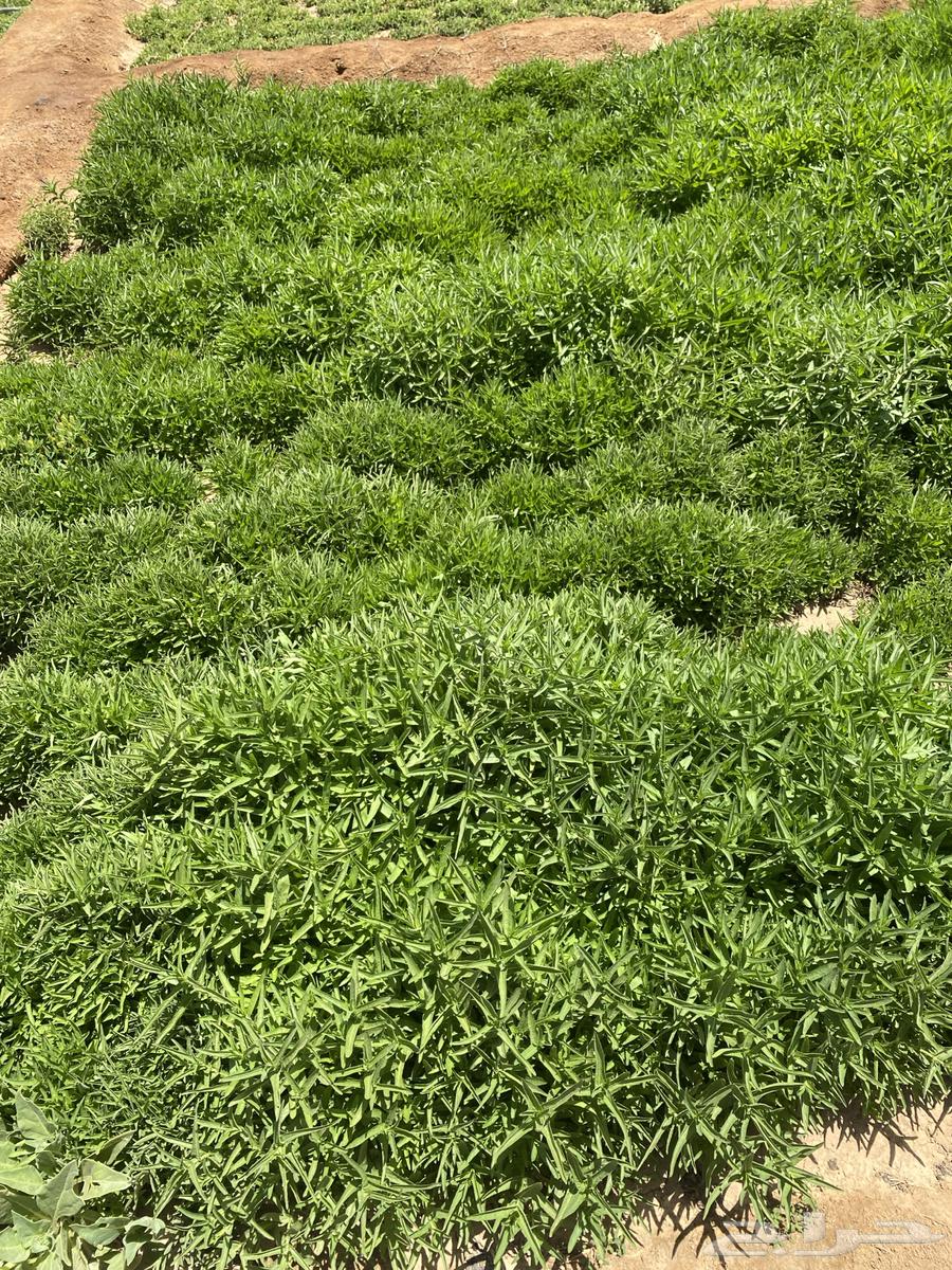 نعناع المدينة المنورة63470203497987113