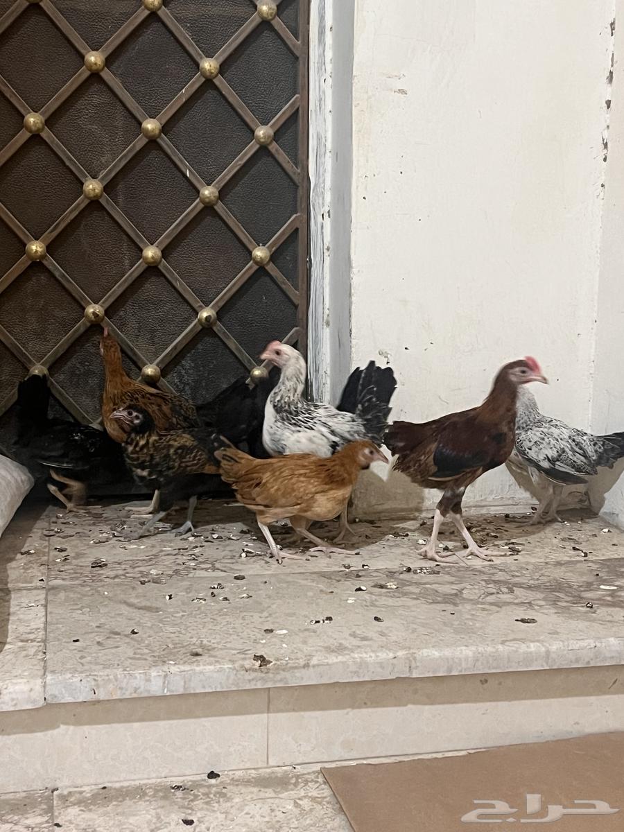 صيصان عمر شهرين ونص630705029310741112