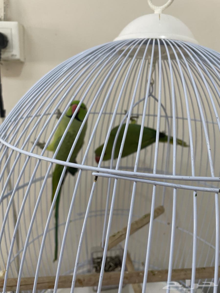 ببغاء درة زوج63073377770498111