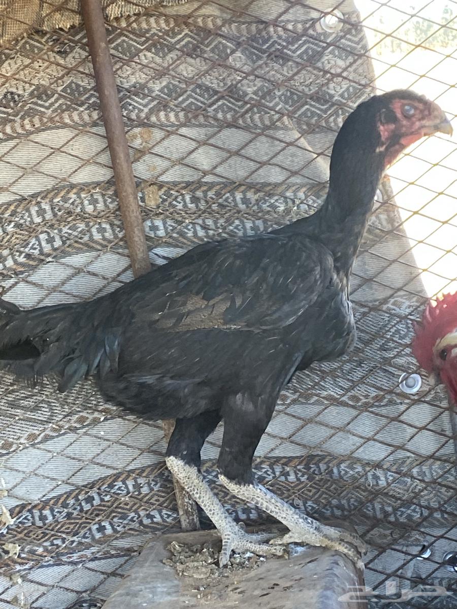 Pakistan Chicken for sale, located in Al-Shamaliya, no delivery available63072514324867113