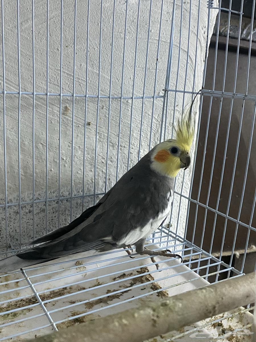 كروان جوزين للبيع63070492326145111