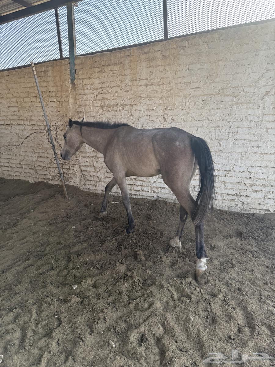 خيل للبيع63073372178179113