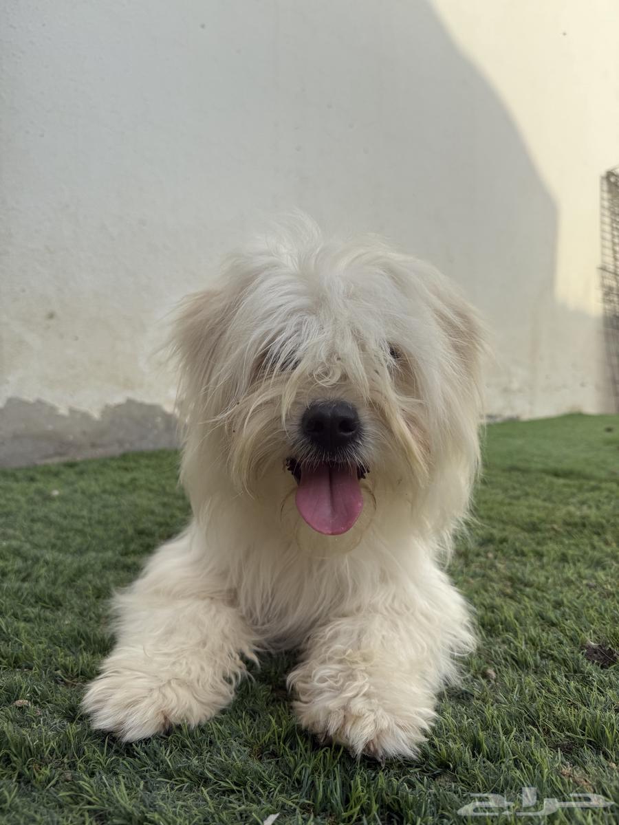 Female Maltese63072529953409111