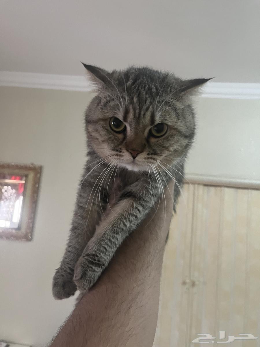 A pair of Scottish Fold cats63072498228099112