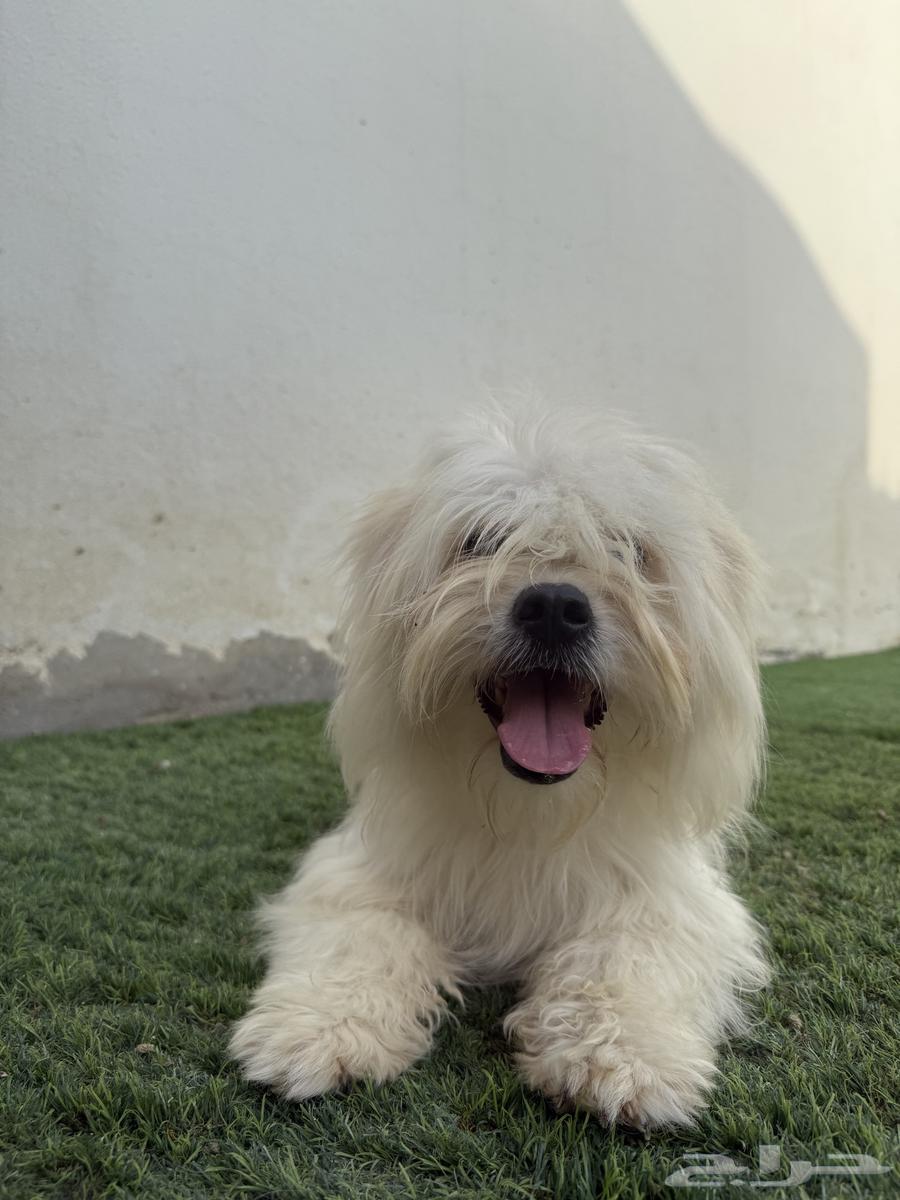 Female Maltese63072529953409113