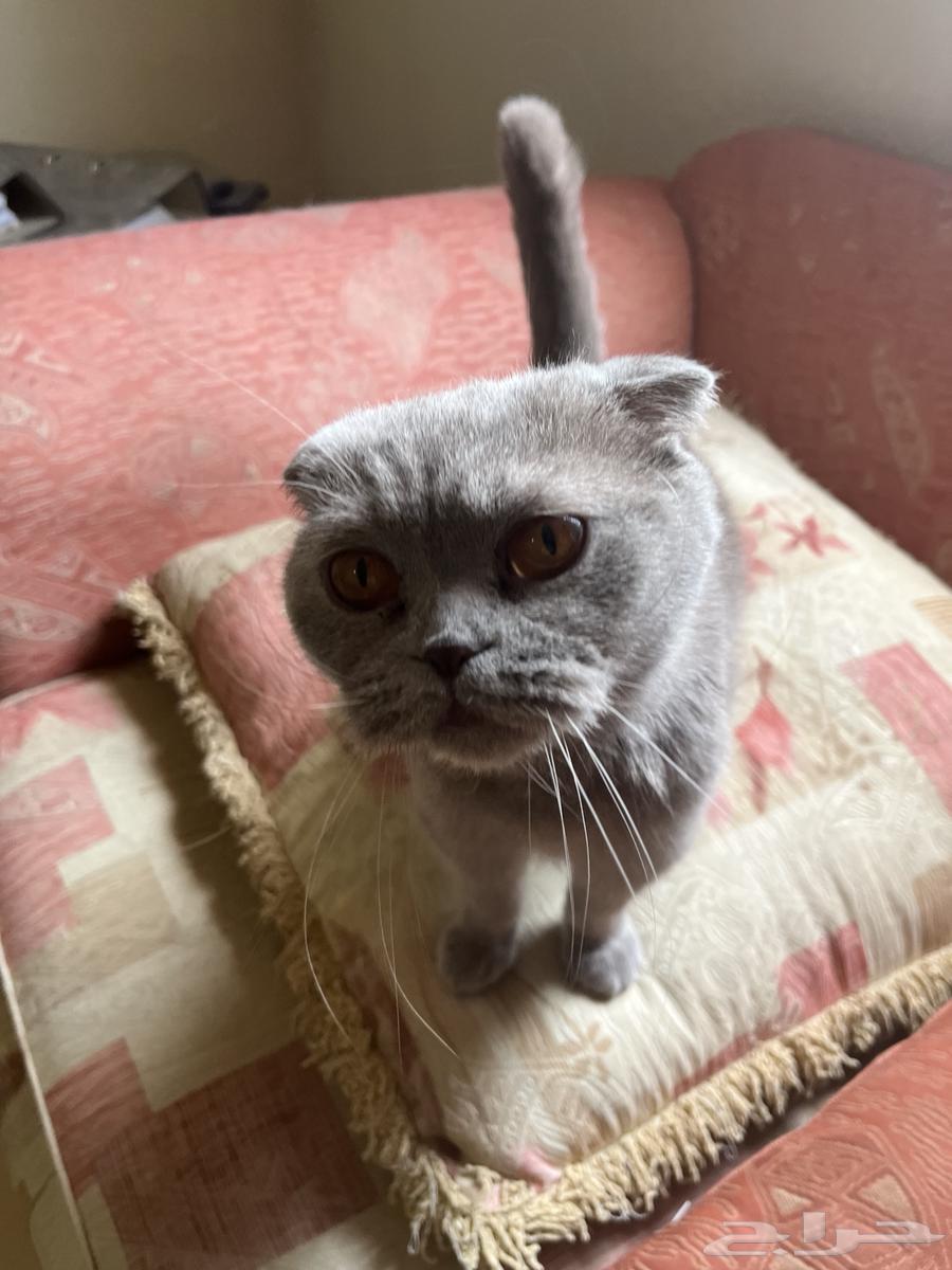 A pair of Scottish Fold cats63072498228099113