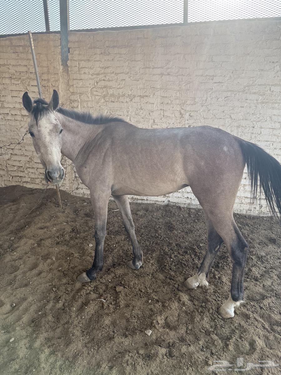 خيل للبيع630733721781791123