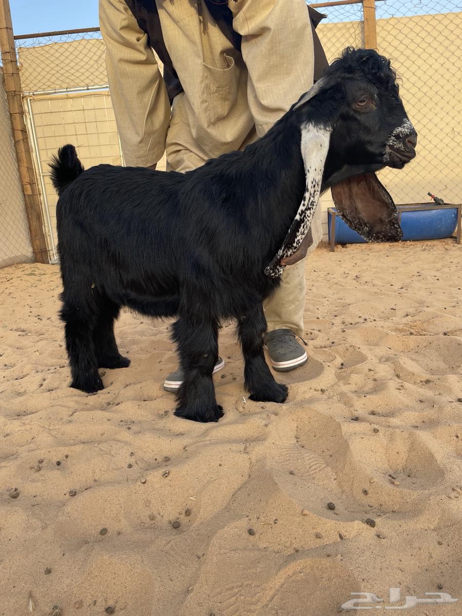 Sale of male goat, breed unspecified63070923330563111