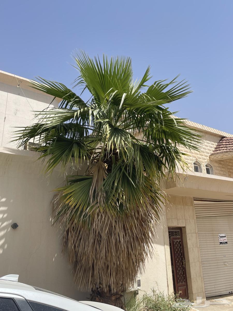 نخل امريكي63470200979458111