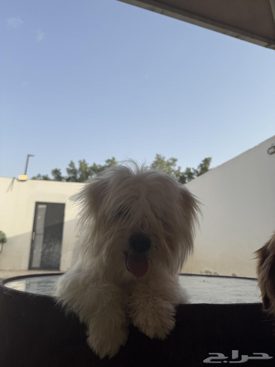 Female Maltese63072529953409114