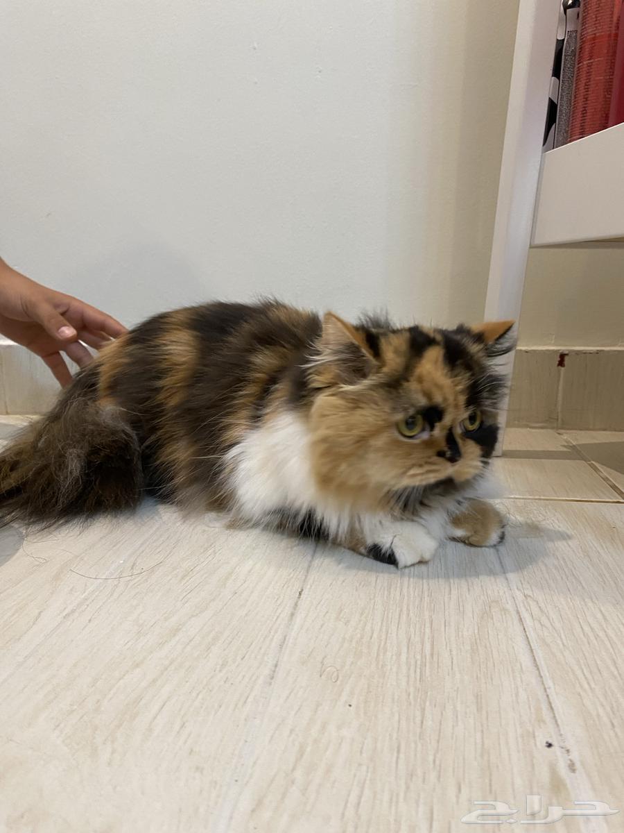 قط اليف للبيع63470201939329114