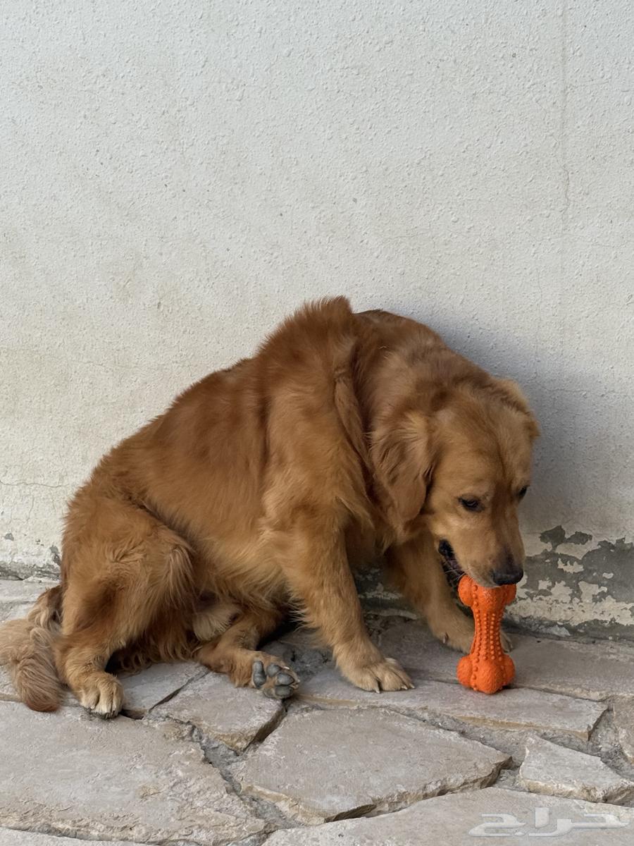 Golden dogs63071298659842112