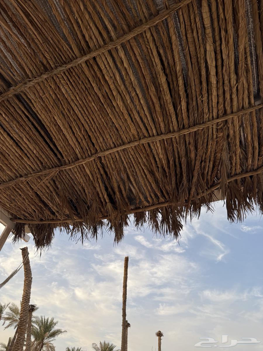 Palm fronds (date palm leaves) available in quantities63071308157570116