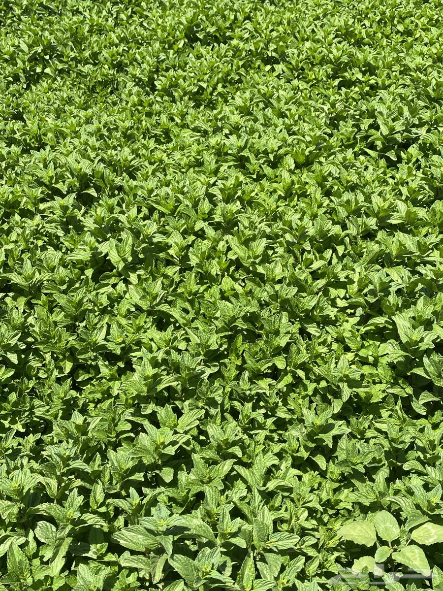 نعناع المدينة المنورة63470203497987111
