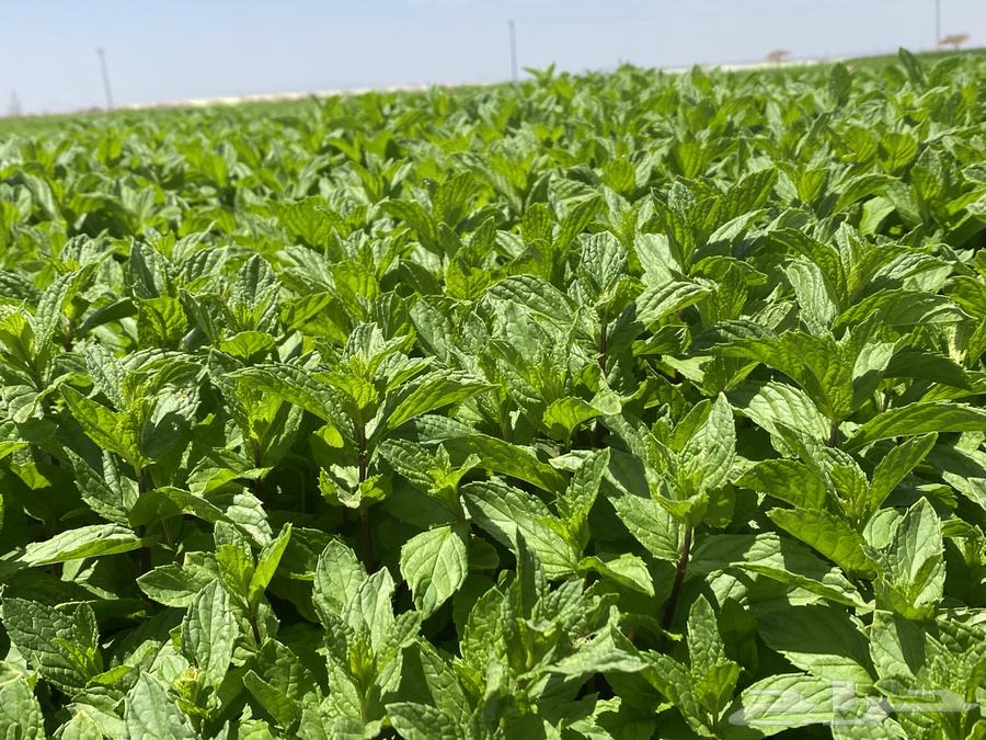 نعناع المدينة المنورة63470203497987114