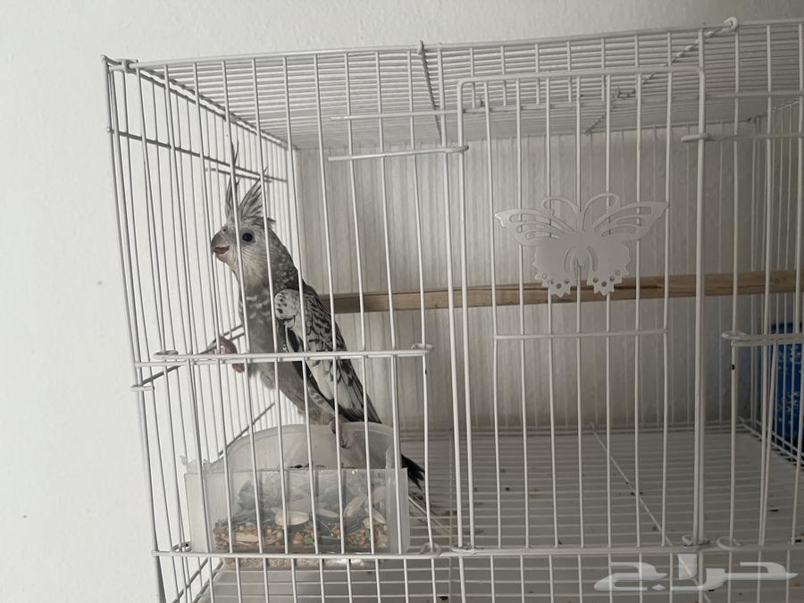 كروان هواندي63470201555714113