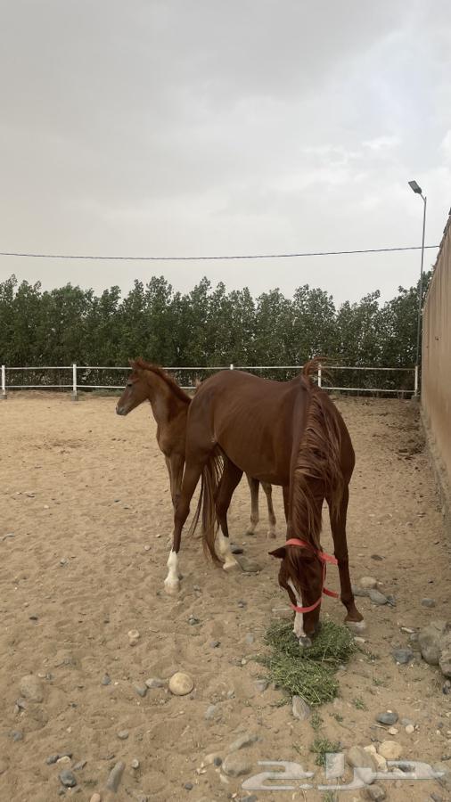فرسس تحتها مهر للبيع63071706302465111