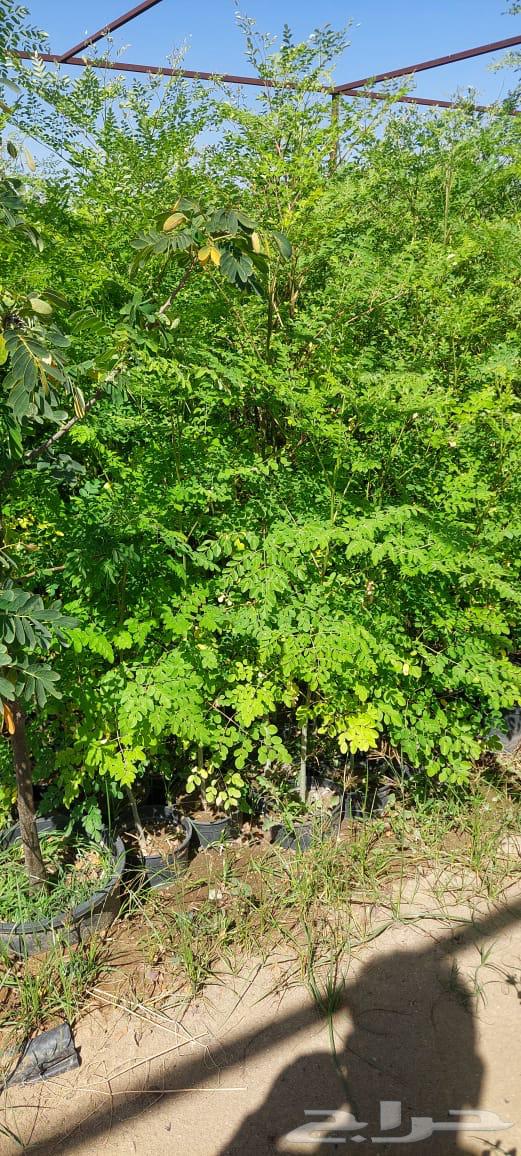 Moringa seedlings630724984104991117