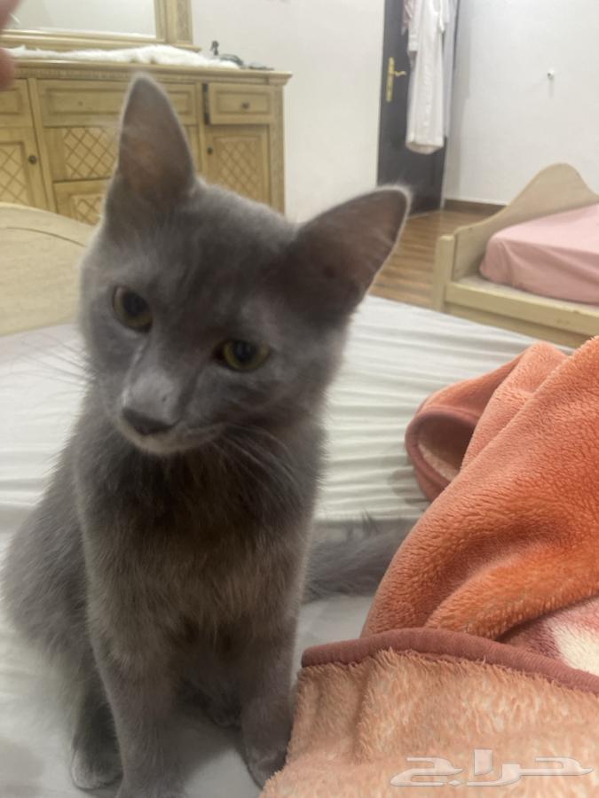 Cat breed Russian Blue63074187464705111