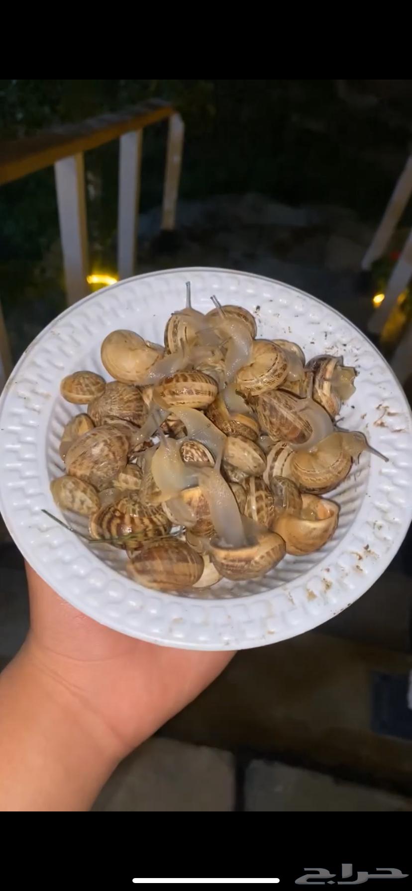 Snail63072114041731112