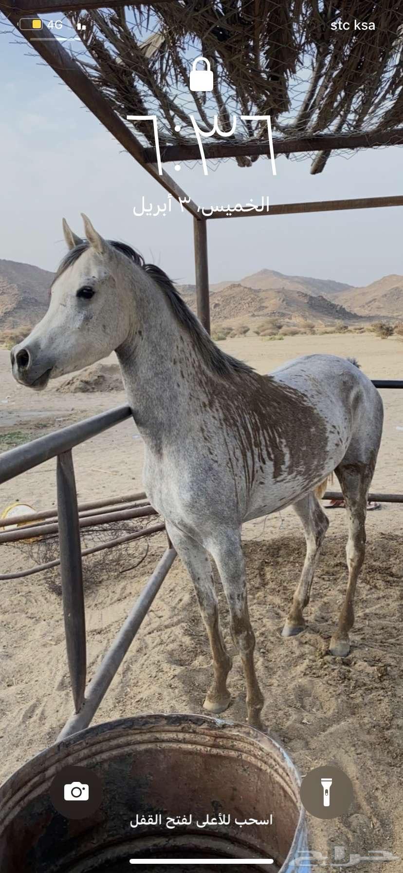حصان63070939526659115