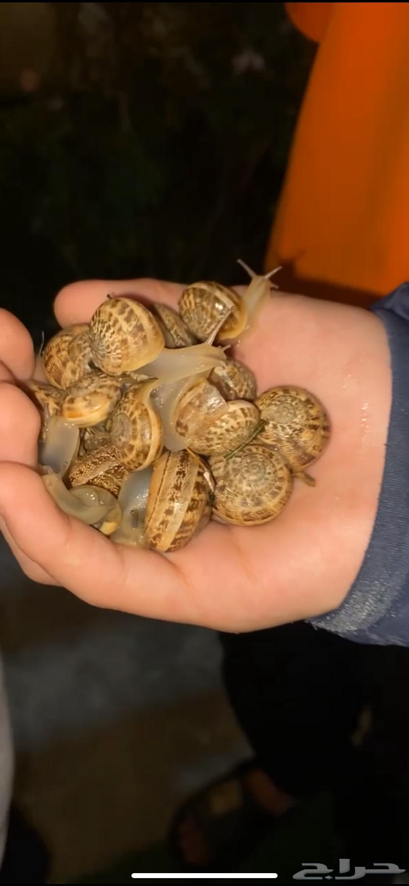 Snail63072114041731113