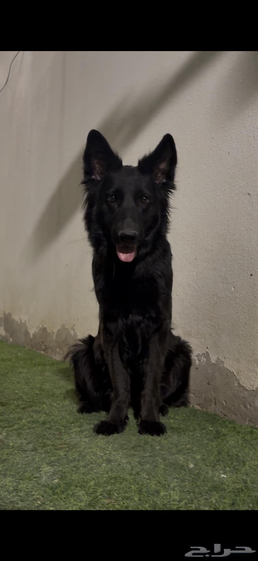 Black German dogs63071303132289111