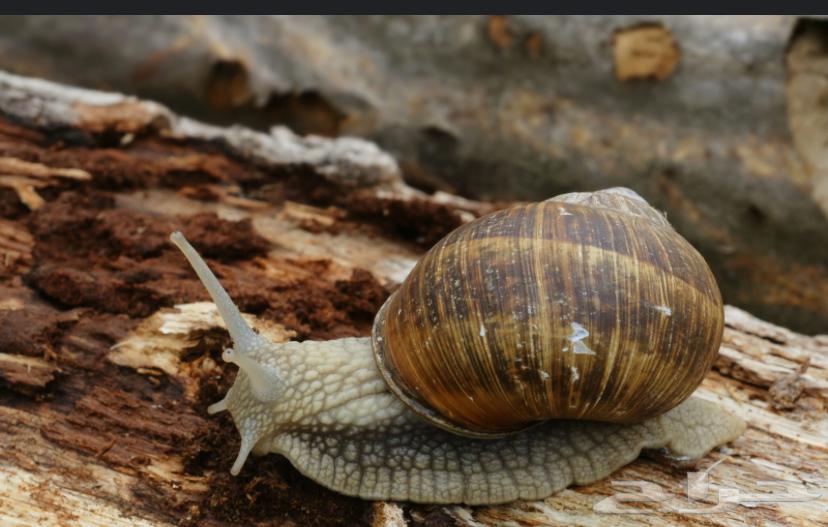 Snail63072114041731111