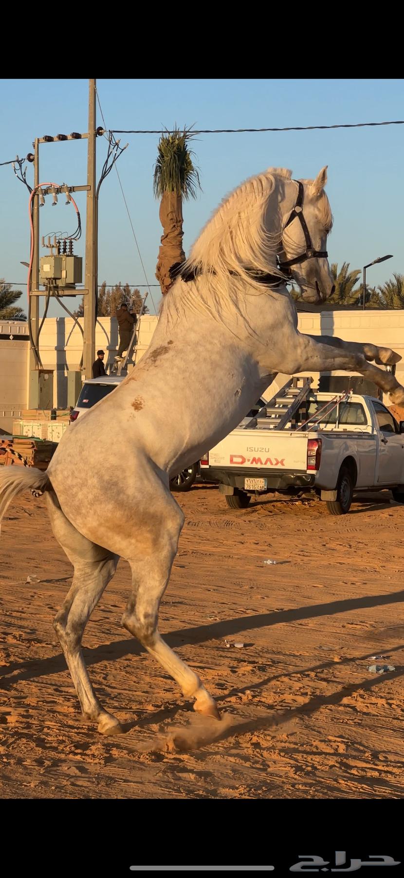 حصان شعبي شيخ الحد   5 آلاف63072524890498111
