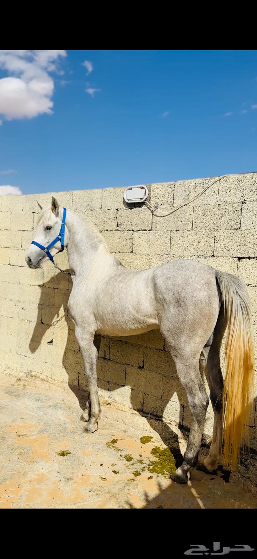 حصان شعبي شيخ الحد   5 آلاف63072524890498114