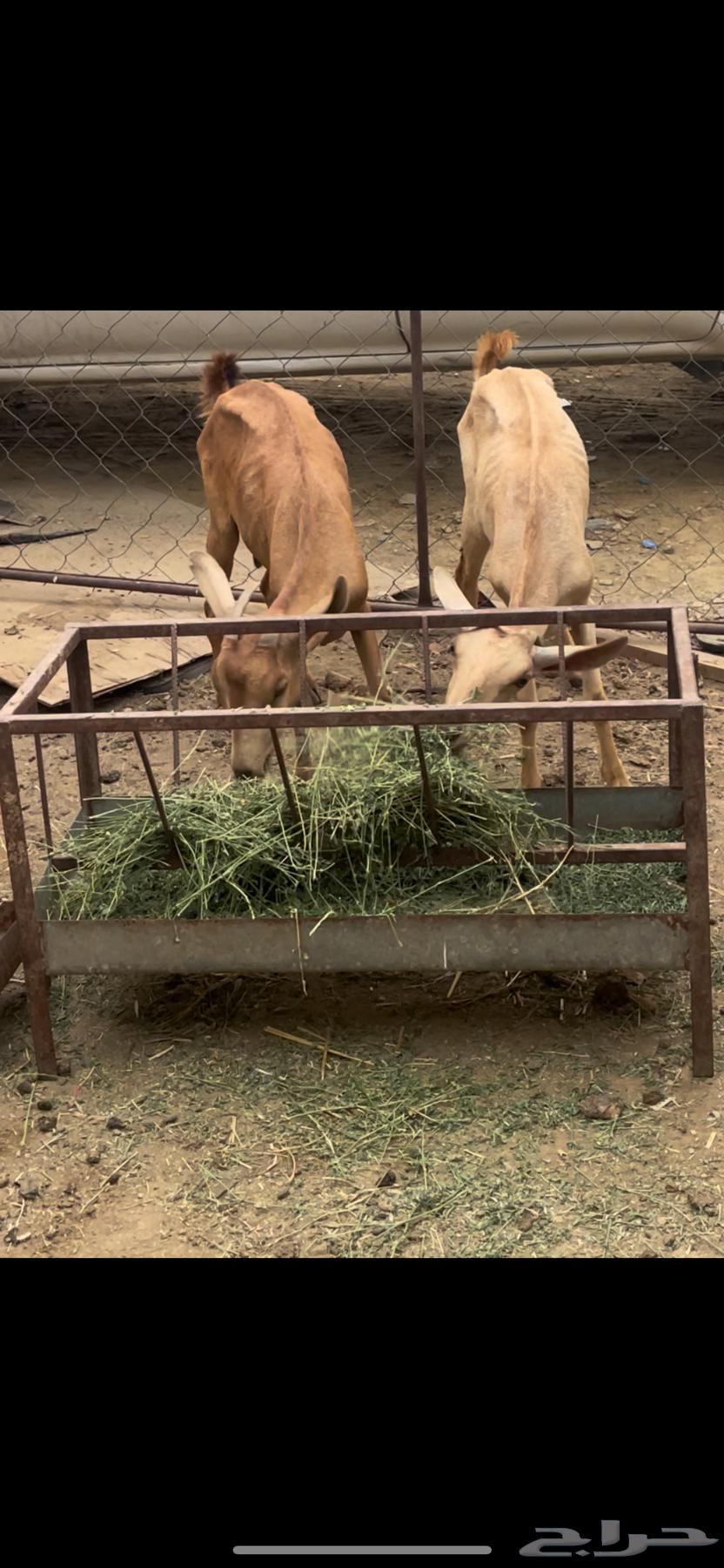 Sheep for sale63072942653443111