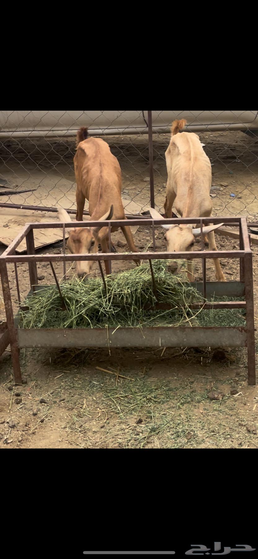 Sheep for sale630729426534431117