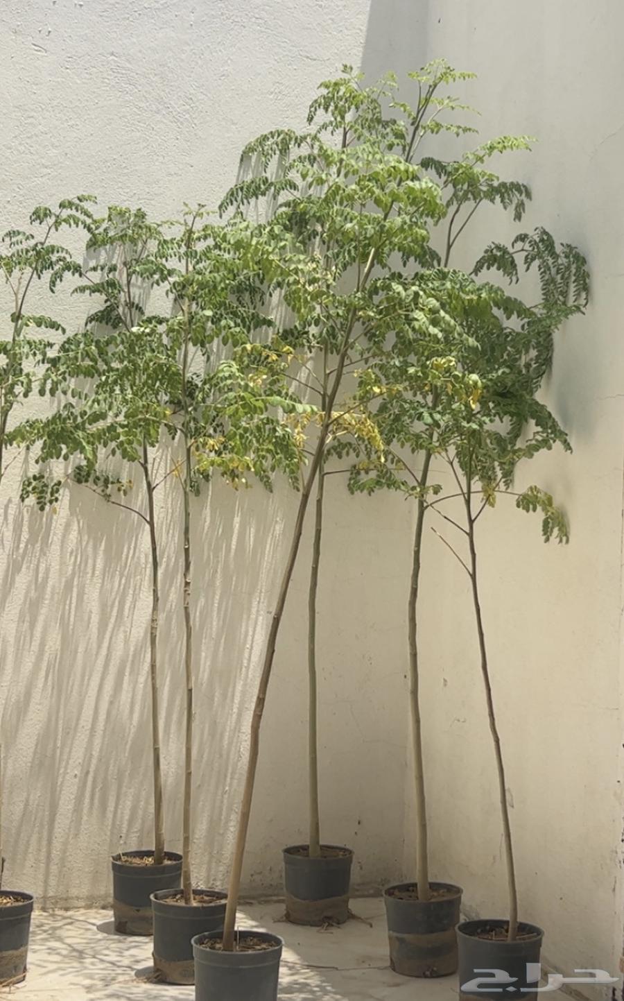 Moringa seedlings63072498410499112