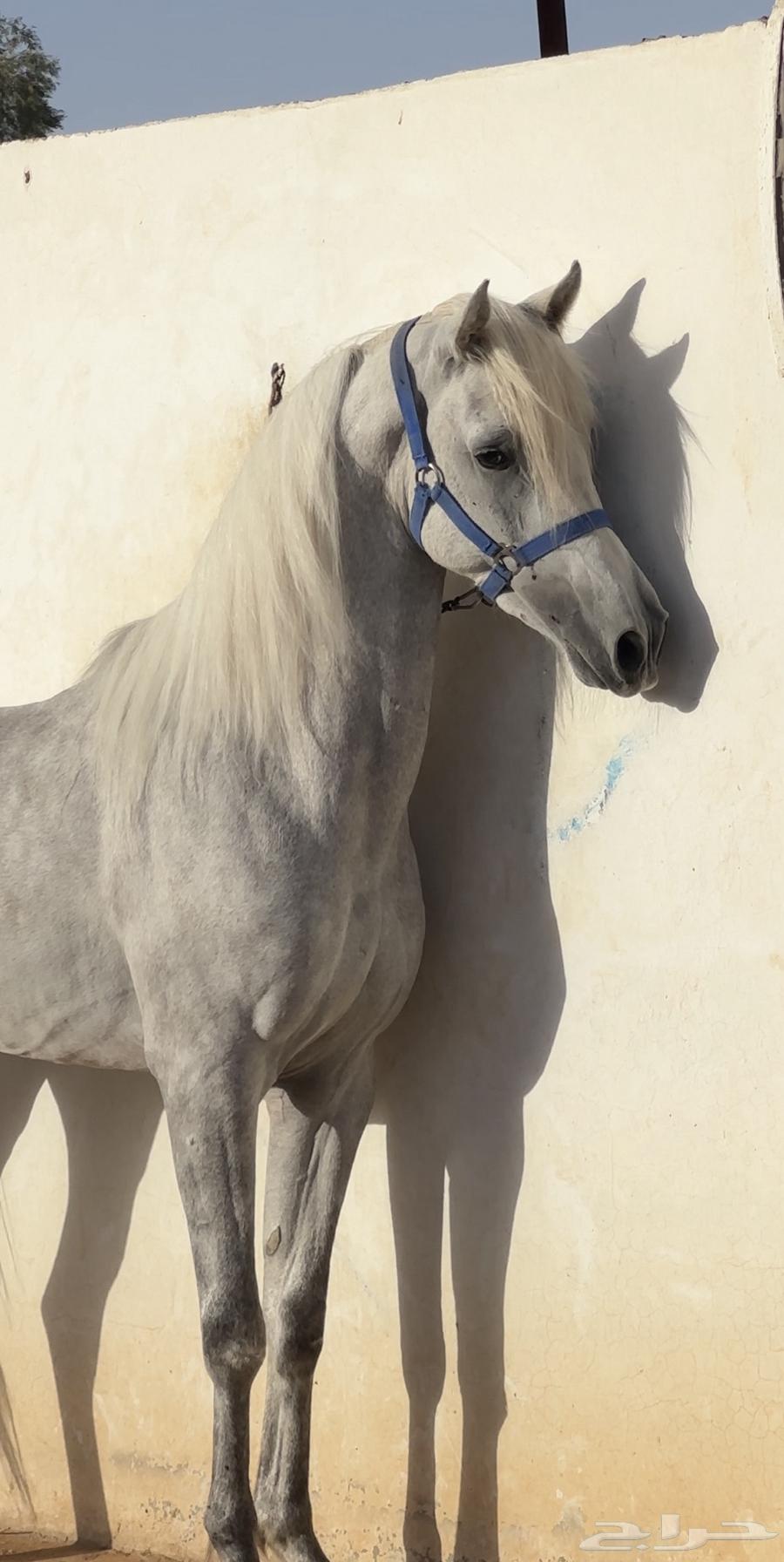 حصان شعبي شيخ الحد   5 آلاف63072524890498110