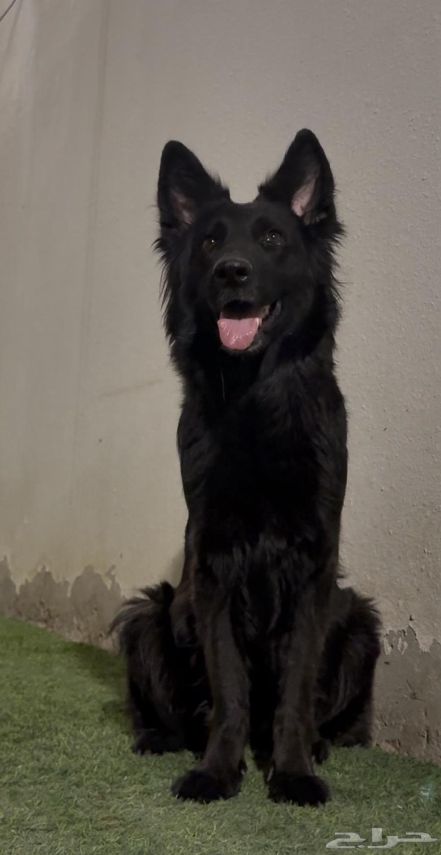 Black German dogs63071303132289112