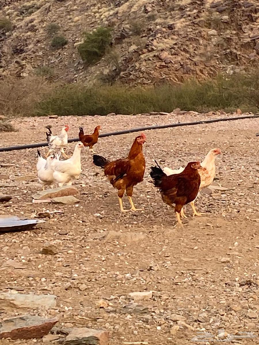 French chicken for sale630738009885461113