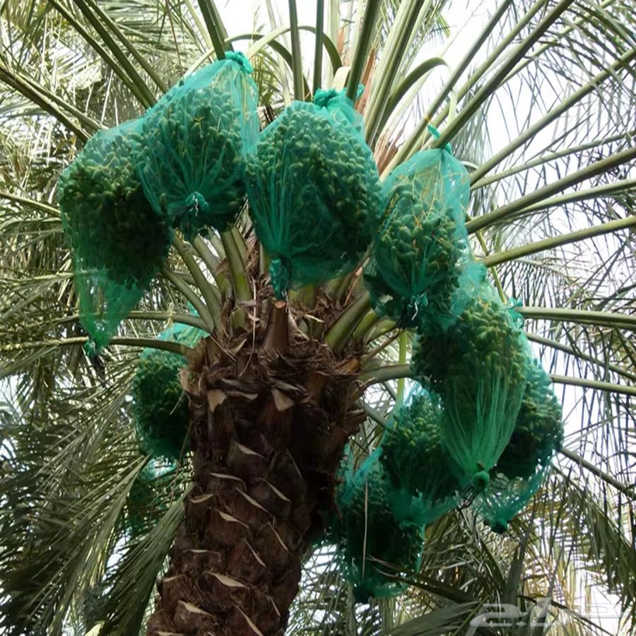 Palm fruit preservation bags, date palm bags630696591376661121