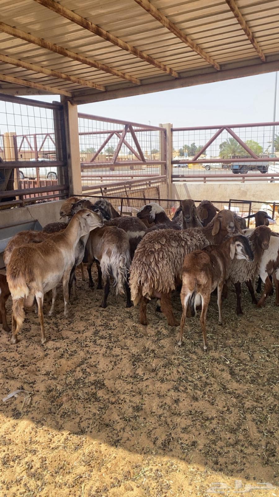 Sheep Sawakn and Jawi breeds, good and strong (Sold)63069692070145119