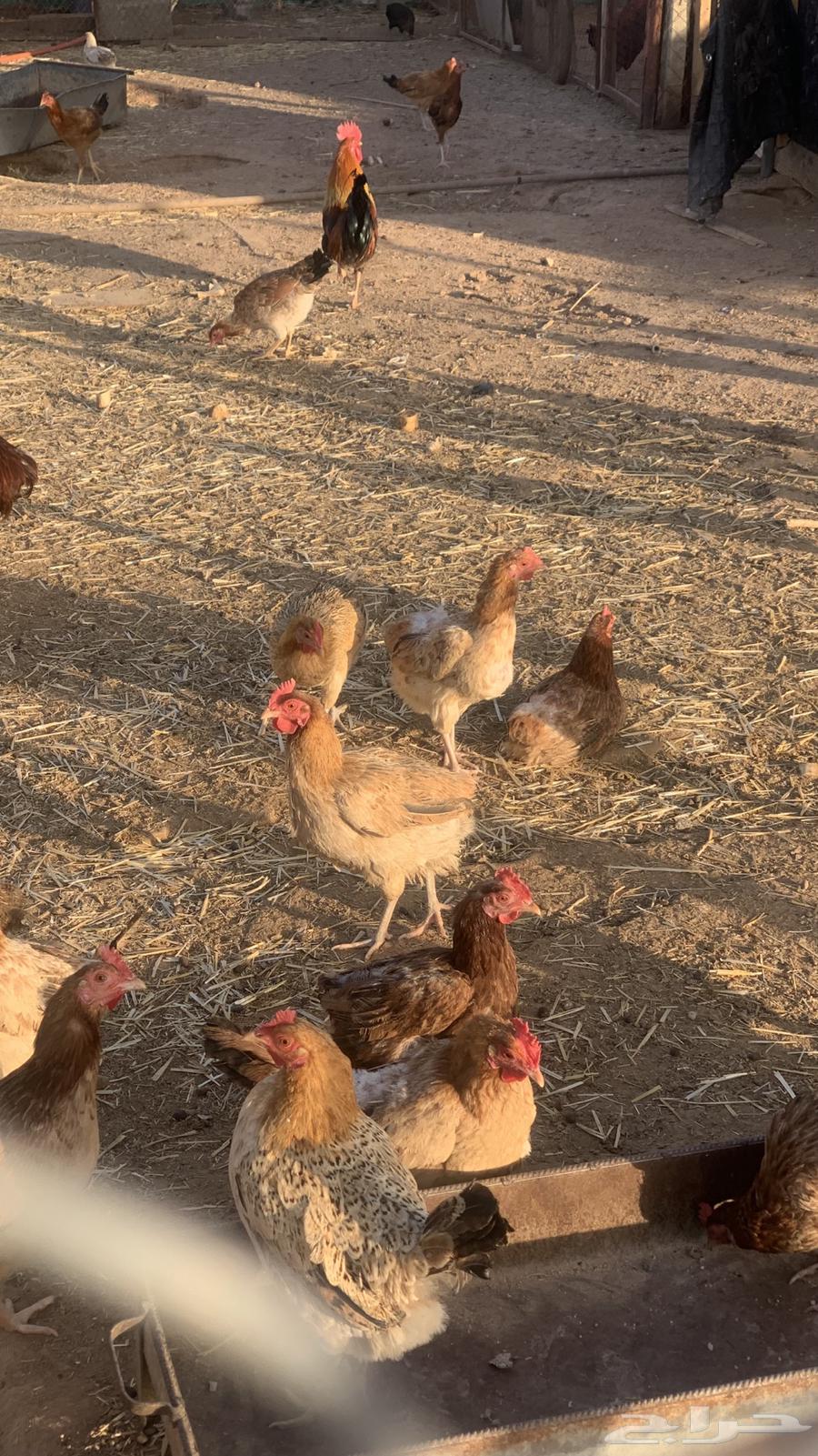 Local white chicken63068784635139111