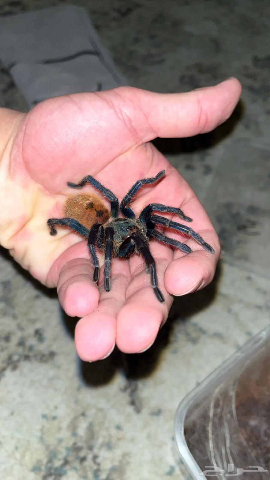 green bottle blue tarantula
Rare blue spider for sale63067574686850111
