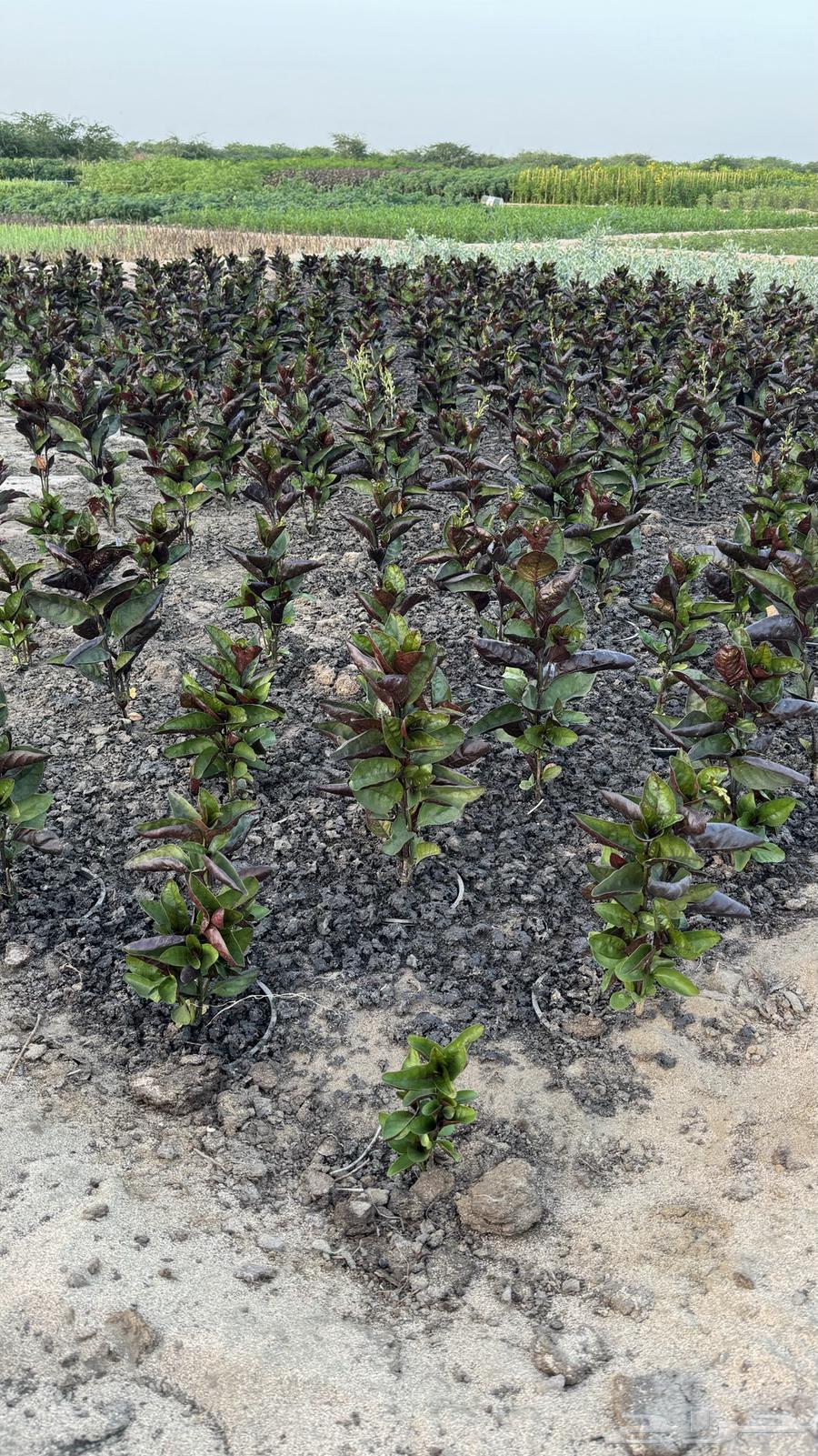 Future Vision Nurseries630688184569621123