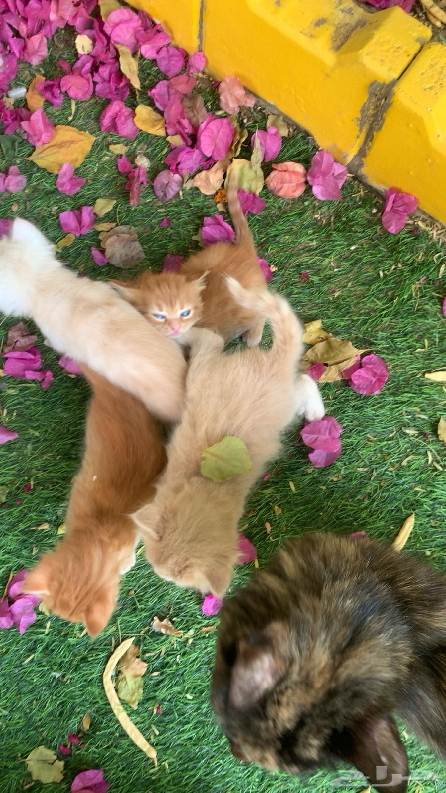قطط صغيره للبيع63071722815619119
