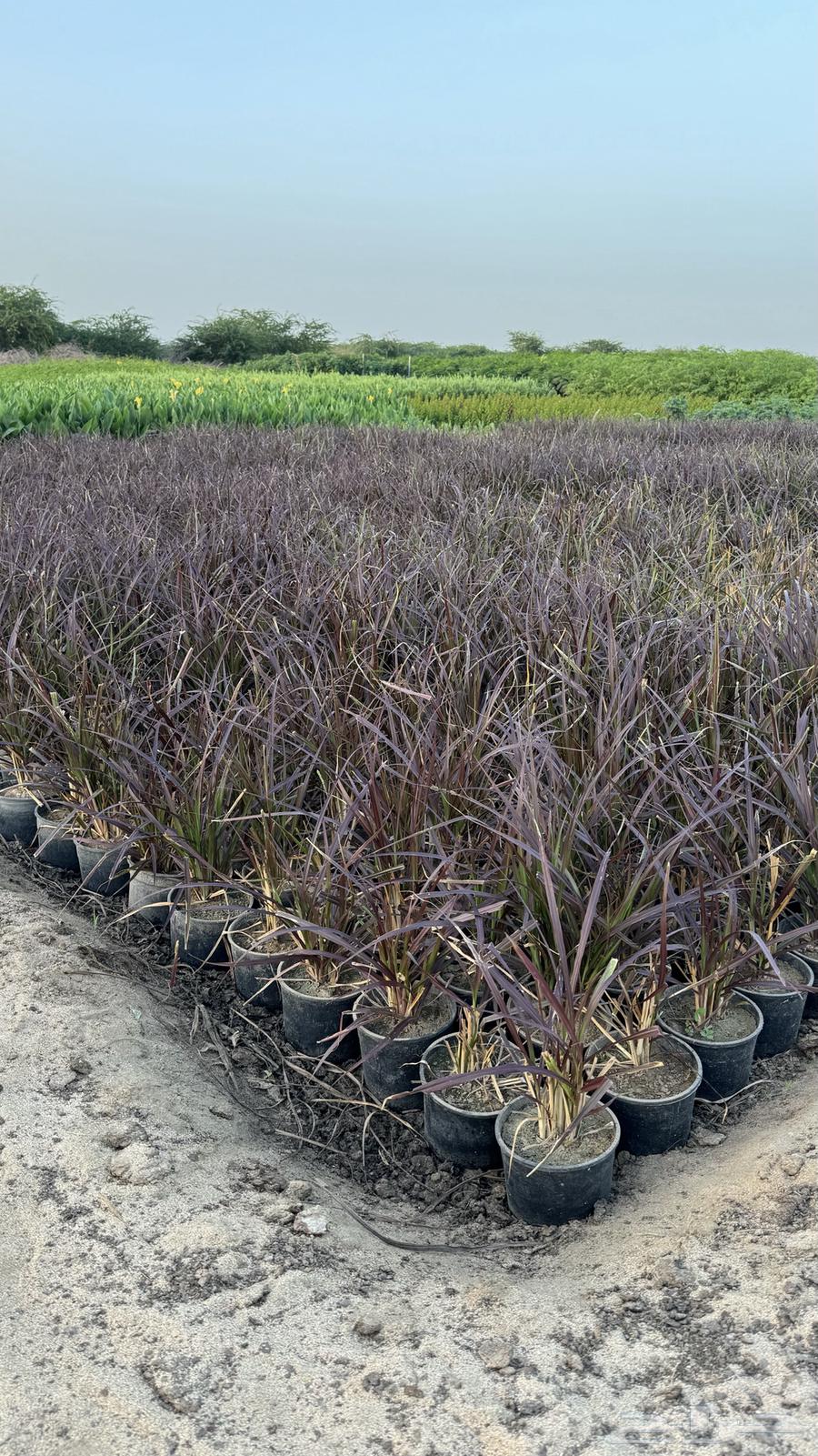 Future Vision Nurseries63068818456962114