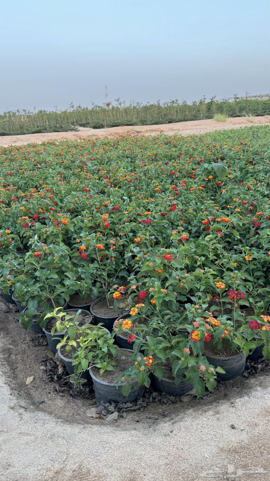 Future Vision Nurseries63068818456962111