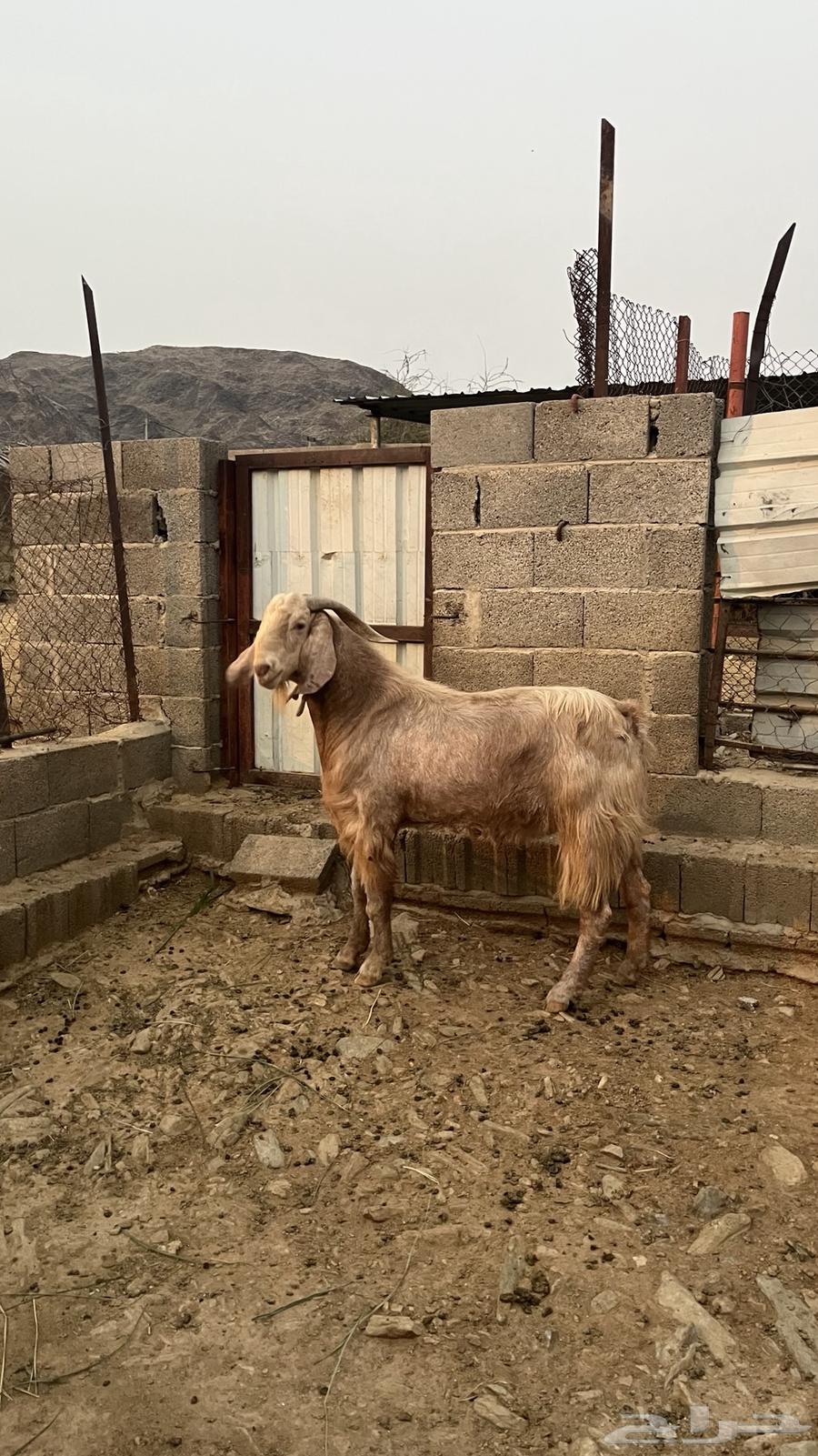تيس فحل جبر63068779733633117
