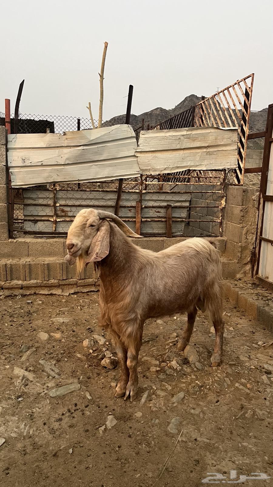 تيس فحل جبر63068779733633111