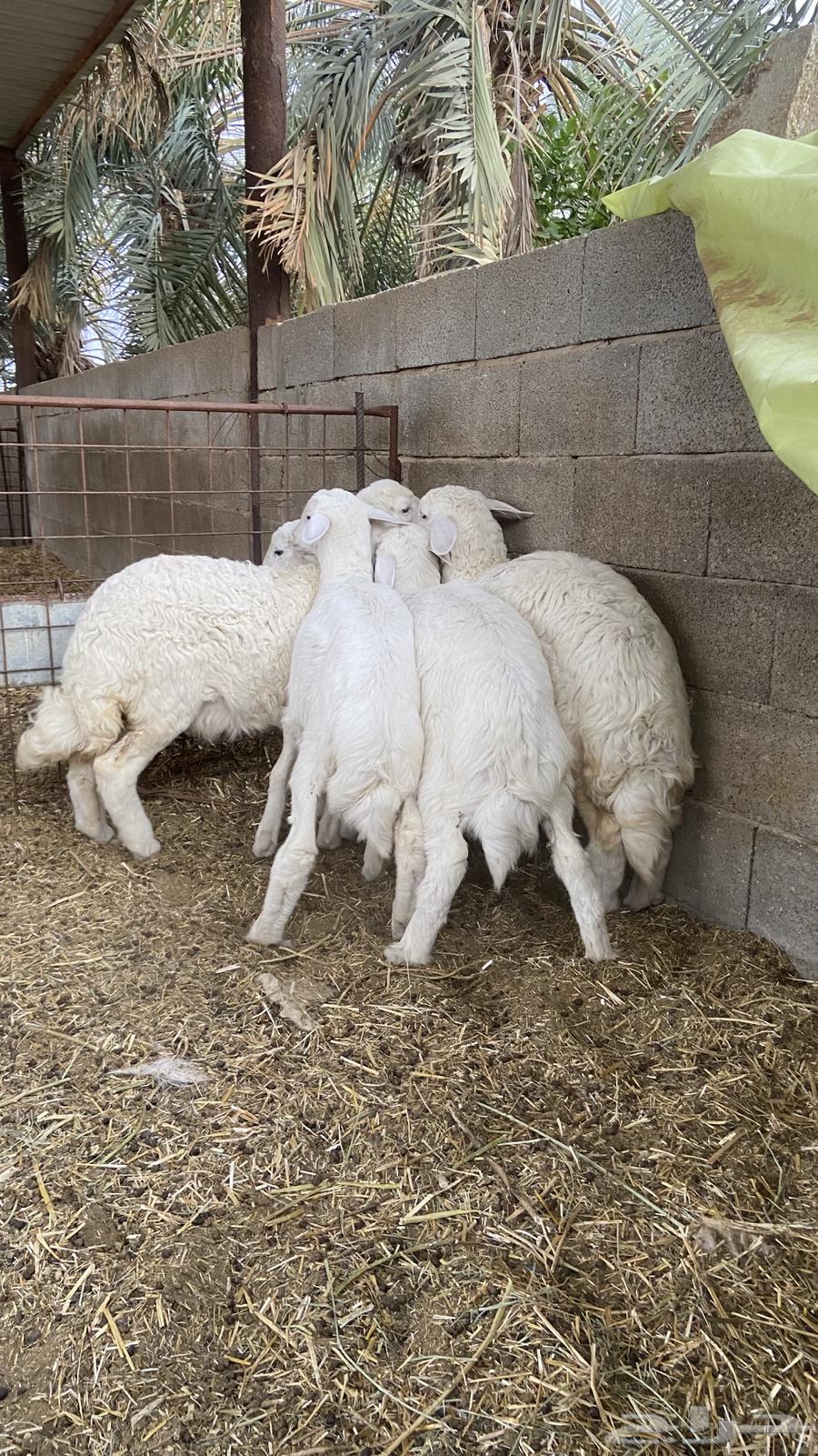 للبيع بهم حري طيبات63068812777091112