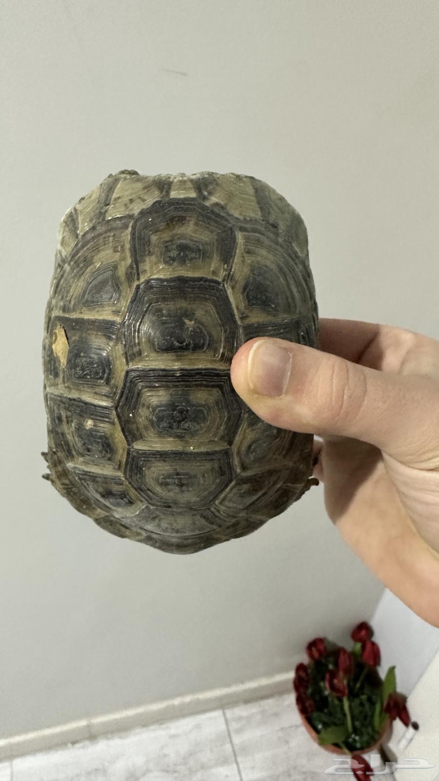 Turtle63070115367809112