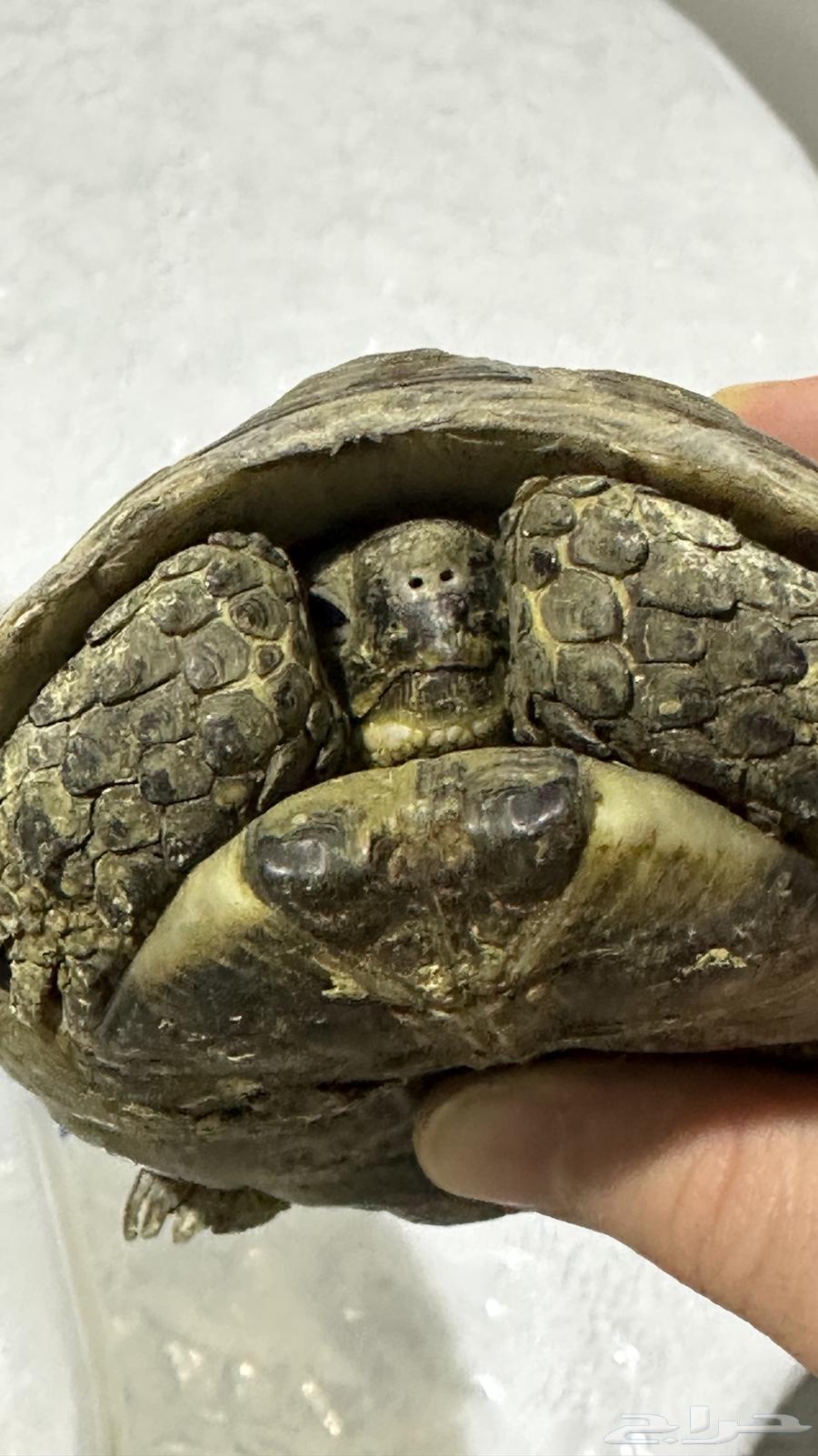Turtle63070115367809114