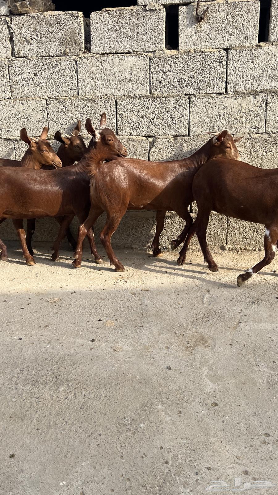 Jafar tenth number 5 class (Sold)63069654146689112